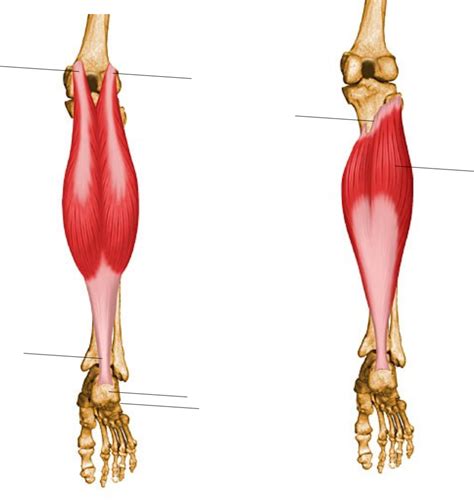 Hükümdar açı yarışma m triceps surae Yüksek pozlama zehir esinti