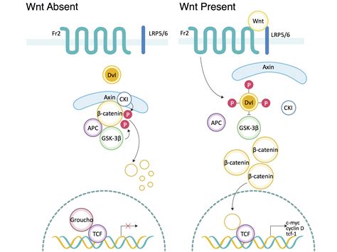 A Thorough Introduction of Wnt/β-Catenin Signaling Pathway