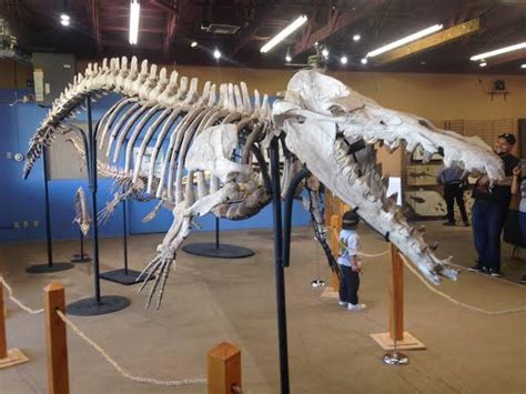 A Basilosaurus skeleton reconstruction at the Tucson gem, mineral and ...