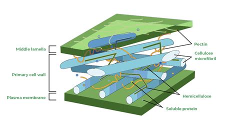 Cell Wall - Definition, Structure, Functions and Cell Wall Layers