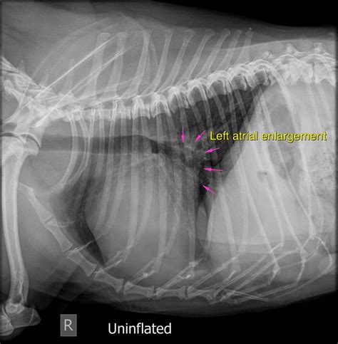 Are Heart Murmurs Common In Shih Tzus - Shih Tzu Dog