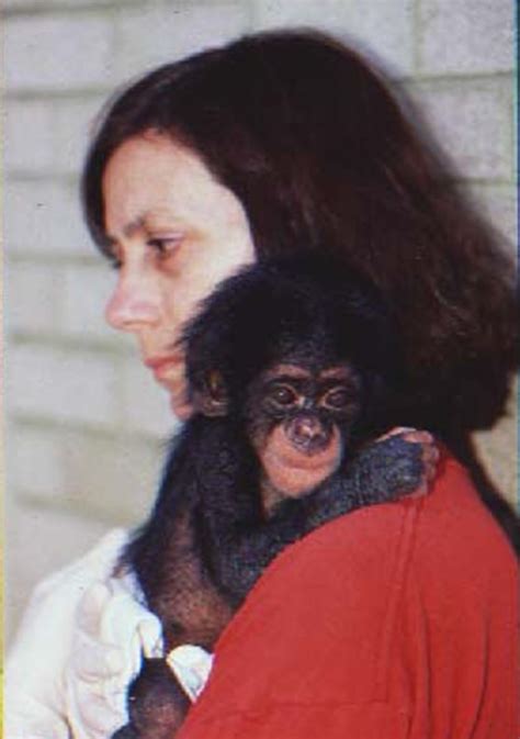 Baby chimps given human love ace IQ tests