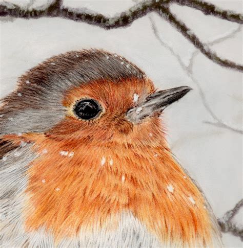 Robin Fine Art Giclee Print Robin Redbreast. - Etsy