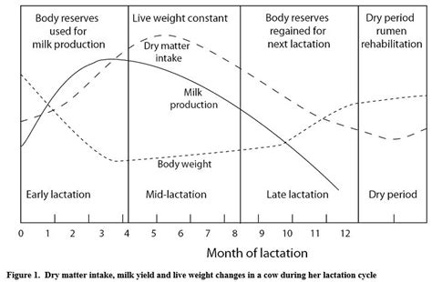 Managing Cow Lactation Cycles | The Dairy Site