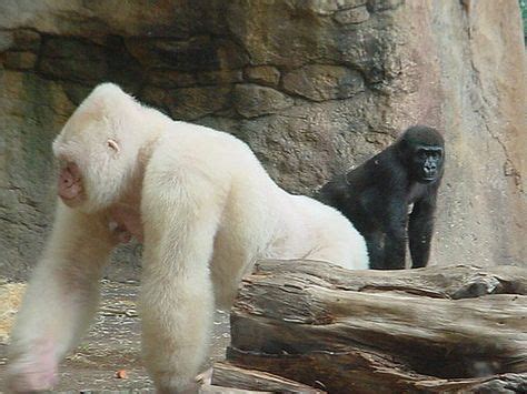 Snowflake the Gorilla | Rare albino animals, Gorilla, Albino animals