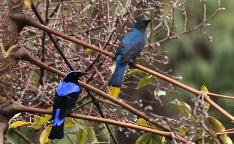 Birds of Assam and Eaglenest