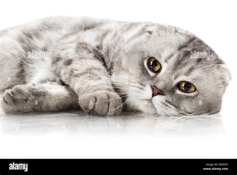 fluffy gray beautiful adult cat, breed scottish-fold, close up portrait ...