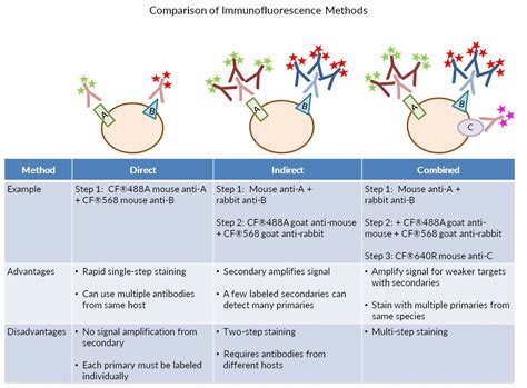 Considerations for Immunofluorescence Staining - Biotium