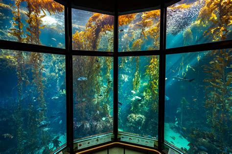 Into the Deep | Exhibition | Monterey Bay Aquarium