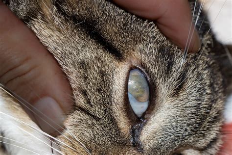 Cloudy Eyes in Cats | PetMD