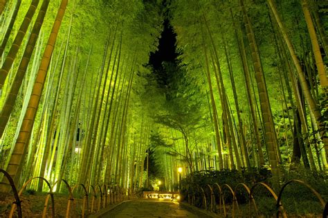 Bamboo,Forest,At,Night,,Shuzenji,,Izu,City,,Shizuoka,Prefecture