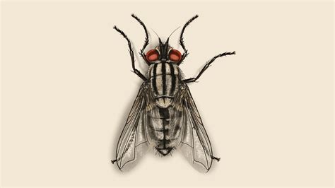 Flesh Fly Facts | Identify Flesh Fly Infestations | Orkin