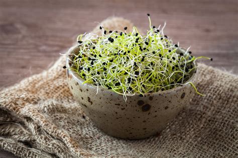 Onion Organic Microgreen Seeds | Germogli, Lenticchie, Gustoso