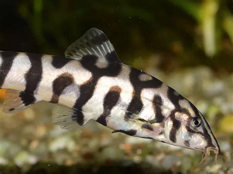 The Swell guide to loaches - Help Guides