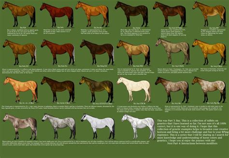 DeviantArt: More Collections Like Chestnut Color Genetics Chart by ...