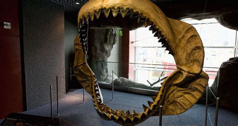 Newborn Megalodons Were Six-Foot Cannibals, Study Says