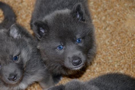 Blue Bay Shepherd | Blue german shepherd, Shepherd puppies, German ...