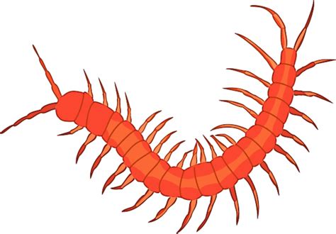 Centipedes clipart 20 free Cliparts | Download images on Clipground 2024