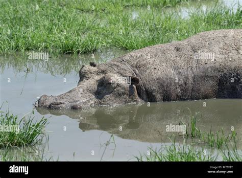 Mud-caked hippopotamus (Hippopotamus amphibius) asleep in a shallow ...