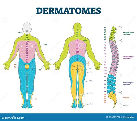 Dermatomes Anatomy Chart