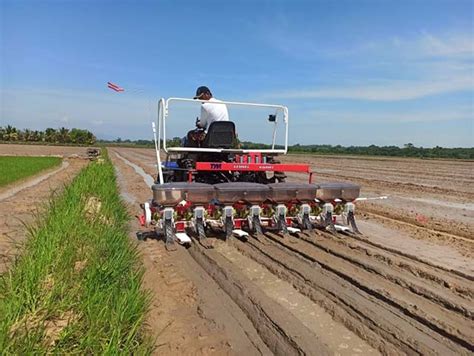 Use of precision seeder cuts production cost, boosts harvest | DA-PhilRice