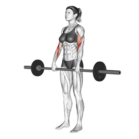 Barbell Curls: Benefits, Muscles Worked, and More - Inspire US