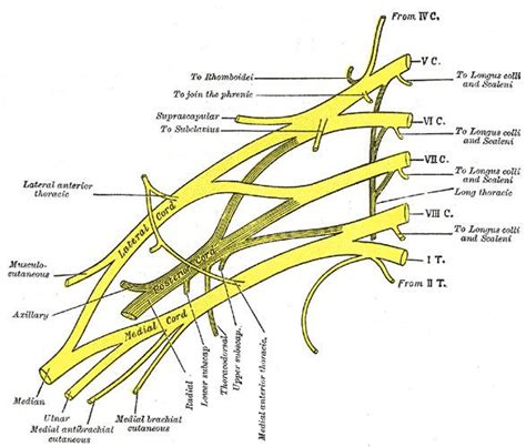 Lower subscapular nerve - Alchetron, the free social encyclopedia