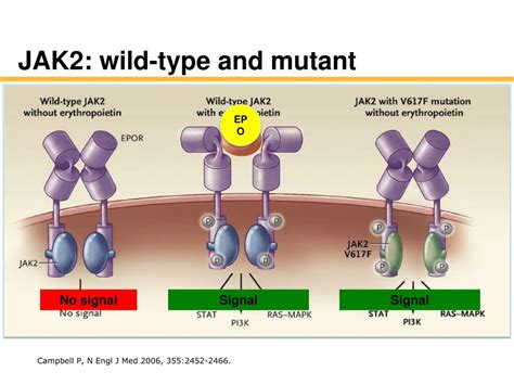 PPT - Emerging Concepts in the Workup of Polycythemia and ...