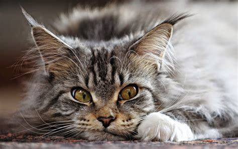 CAT BREED - MAINE COON | The Pet Net