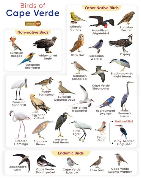 List of Birds Found in Cape Verde with Pictures