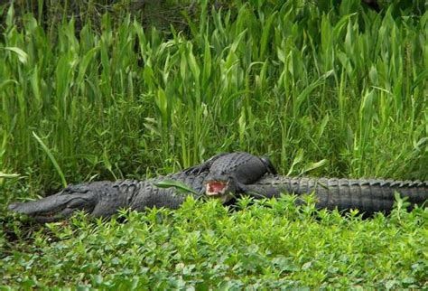 Photo Gallery | Jean Lafitte Swamp Tours