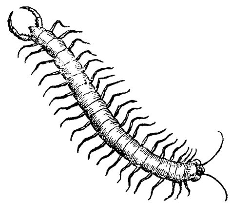 Free Centipede Cliparts, Download Free Centipede Cliparts png images ...