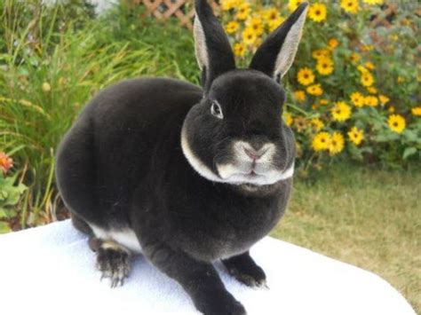 Mini Rex Rabbits | USA Rabbit Breeders