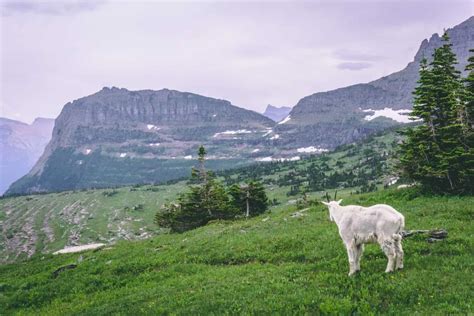 The Best Place to See Wildlife in Glacier National Park – Public Lands ...