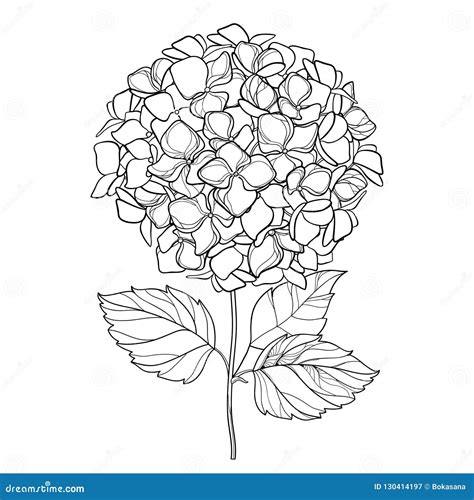 Vector Drawing of Outline Hydrangea or Hortensia Flower Bunch and ...