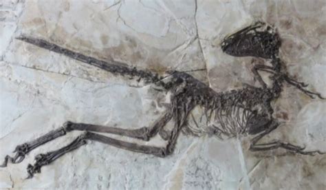 WATCH: Feathered fossil links proto-birds to velociraptors / Boing Boing