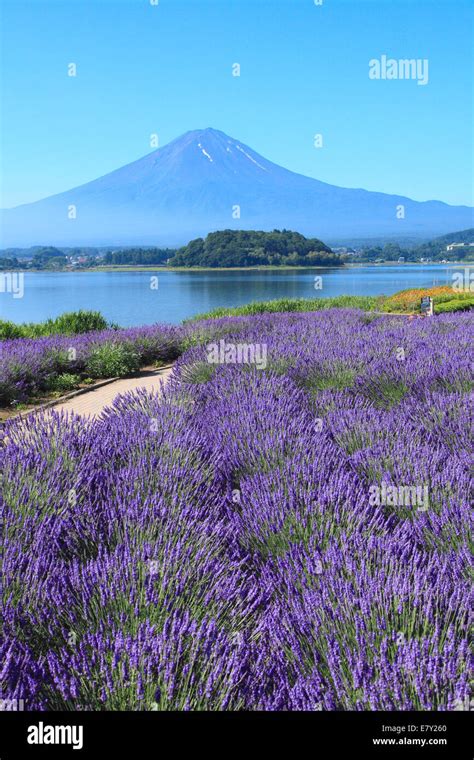 Fuji Five Lakes, Yamanashi Prefecture, Japan Stock Photo - Alamy