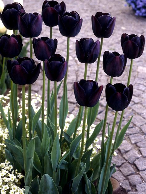 Tulip Queen of Night | Black Tulips | DutchGrown™ UK