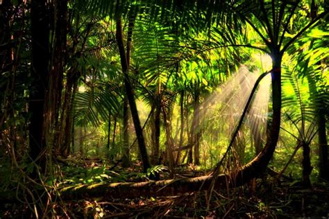 Amazon Rainforest HD Wallpapers - Wallpaper Cave