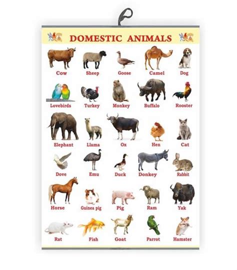 Domestic Animals Chart for Kids Early Learning Educational Chart | Size ...