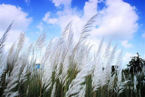 Kash phool embodies Shakti. - Purbapalli Durgabari Samiti