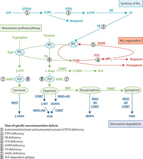 The monoamine neurotransmitter disorders: an expanding range of ...