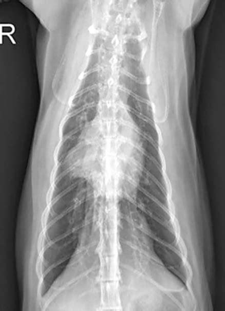 Update, Diagnosis, & Treatment of Feline Asthma | Clinician's Brief