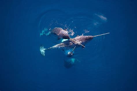 Narwhals’ mixed-up response to fear could kill them