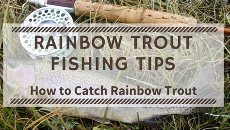 Rainbow Trout Fishing Tips How to Catch Rainbow Trout | Trout fishing ...