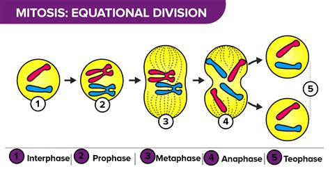 How is a cell formed?