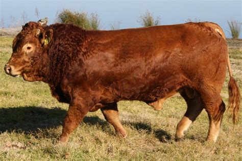 Limousin Cattle, South Africa