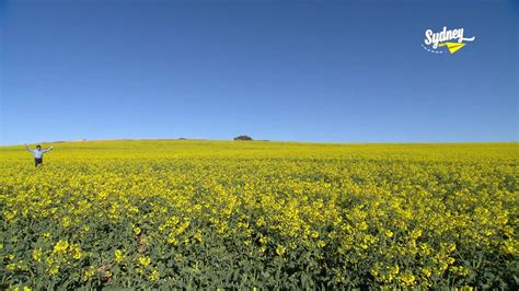 Cowra Cherry Blossom Festival - Sydney Weekender