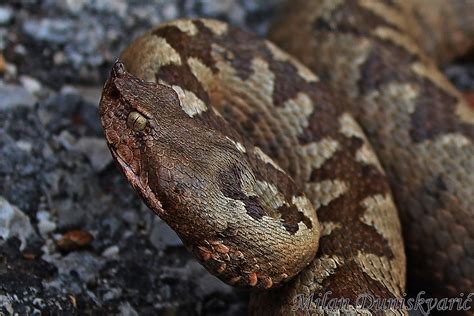 poskok | poskok (vipera ammodytes) je najotrovnija i najopas… | Flickr