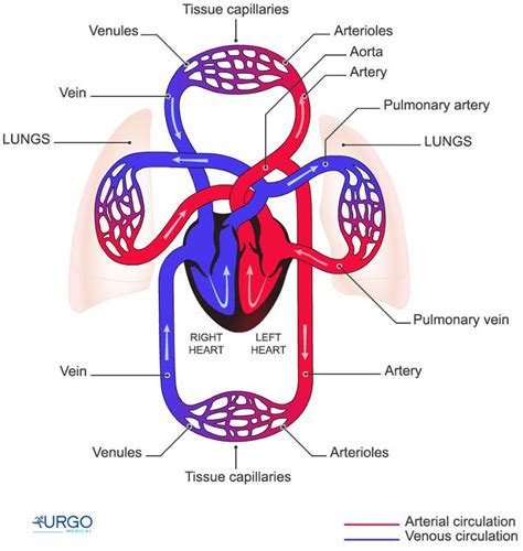 Circulatory System With Labels